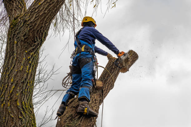 Tree Root Removal in Byron, GA